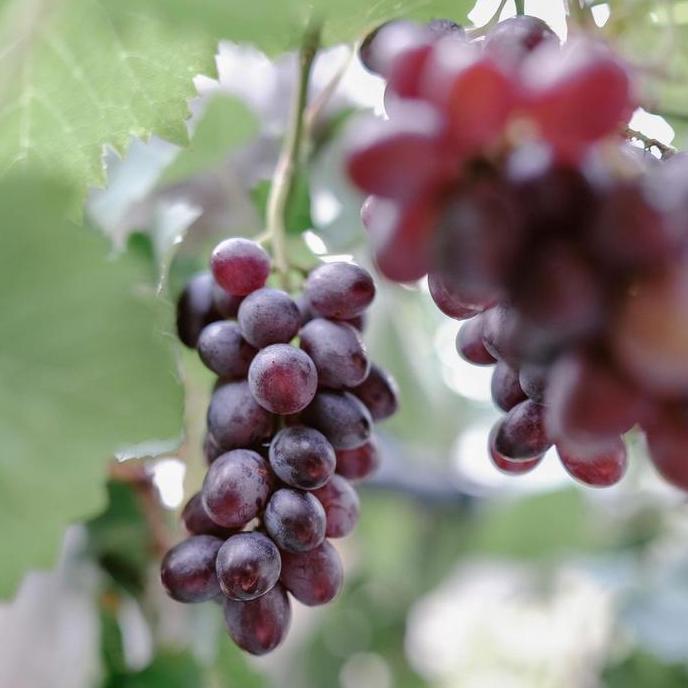 Bibit Anggur Jupiter - Anggur Impor Super Genjah Murah