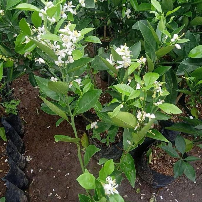 BIBIT JERUK SUNKIST KONDISI SUDAH BERBUNGA DAN BERBUAH TUMBUHAN