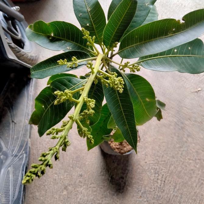 Tanaman Bibit Buah Mangga Manalagi Sudah Berbuah TUMBUHAN