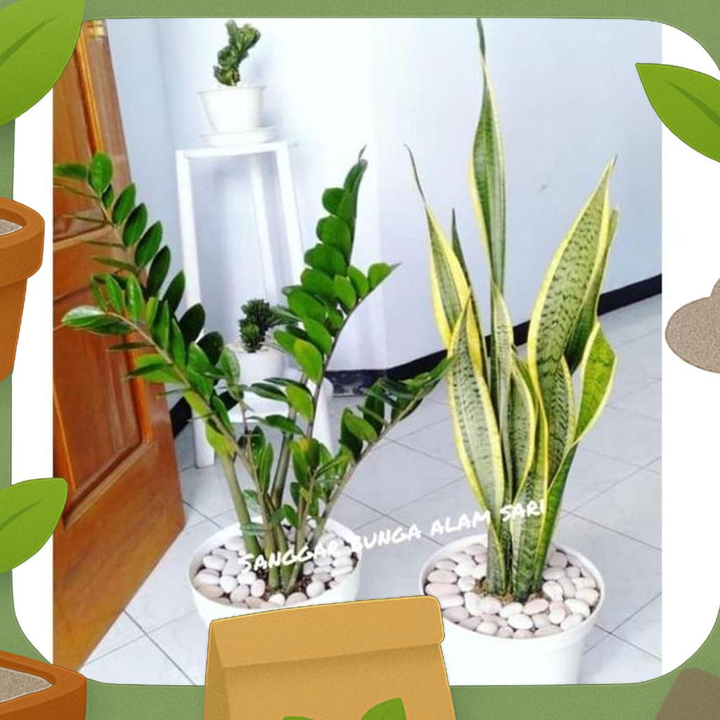 Tanaman Hias Sensivera / Lidah Mertua Dan Pohon Duit + Pot Tawon