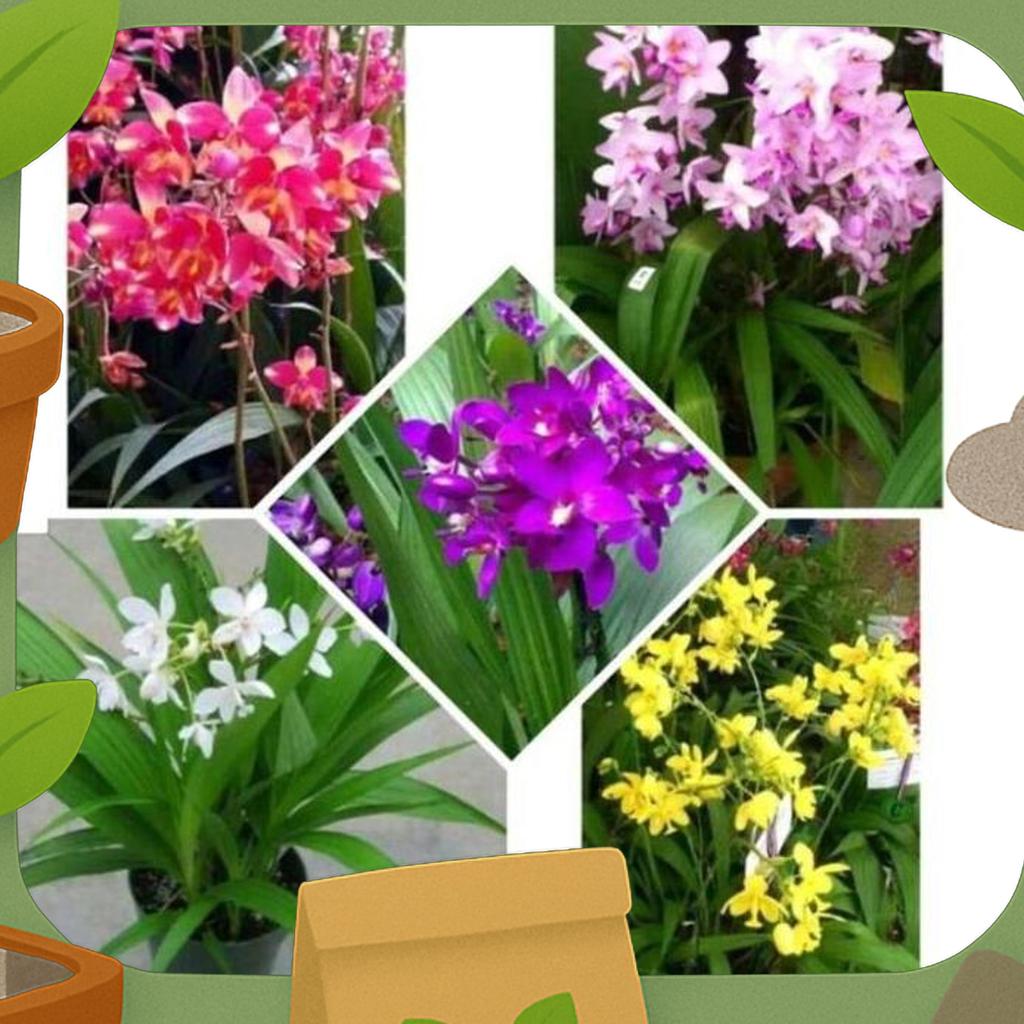 Paket Hemat 5 Anggrek Tanah - 5 Jenis Bunga Anggrek Tanah