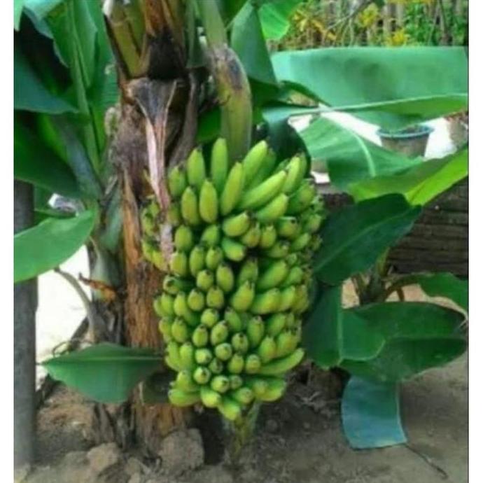 bibit pisang brazil pendek berbuah