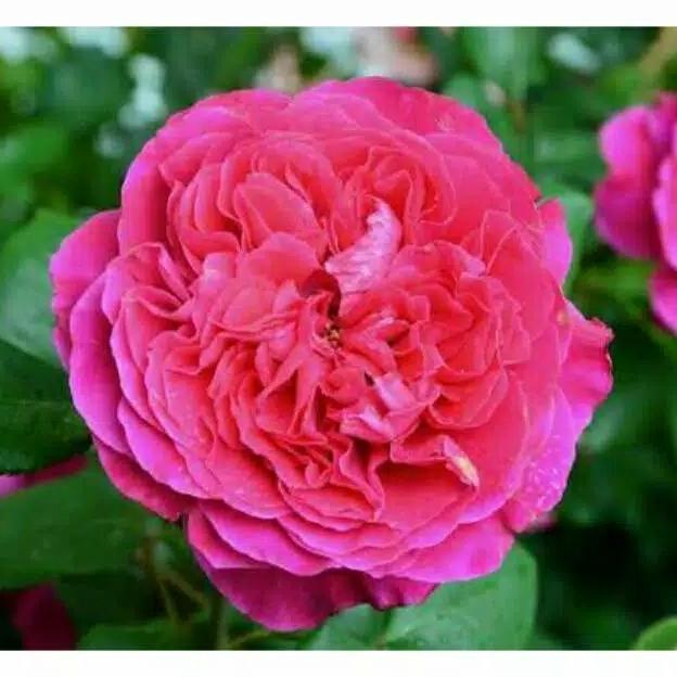 bibit bunga mawar import