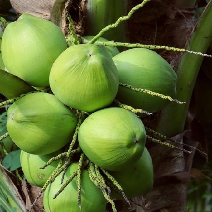 Bibit Tanaman Kelapa Genjah Entok - Kelapa Hijau Entok - Kelapa Genjah