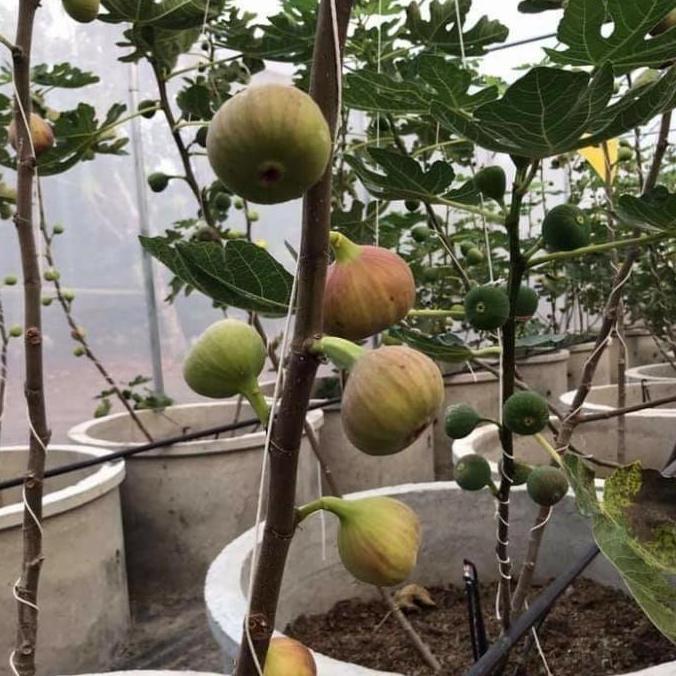 POHON Fresh cangkok pohon tin TGF Jumbo | bibit buah tin TGF Jumbo SIAP BERBUAH bibit berkualitas pr
