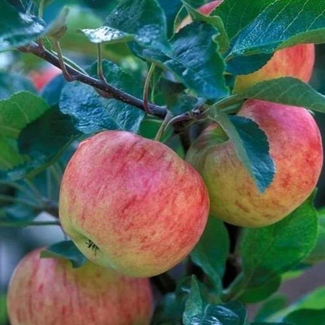 Bibit apel merah siap berbuah