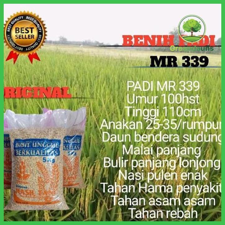 BENIH PADI MR 339 ORIGINAL 5KG UMUR 100HST TINGGI 110CM DAUN KUAT COCOK UNTUK PERTANIAN ANDA TANAMAN