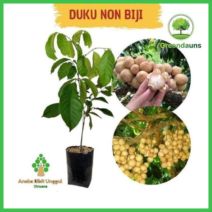 AGRO BIBIT MANDIRI BIBIT TANAMAN BUAH DUKU TANPA BIJI CEPAT BERBUAH ORGANIK 100% TANPA PUPUK KIMIA N