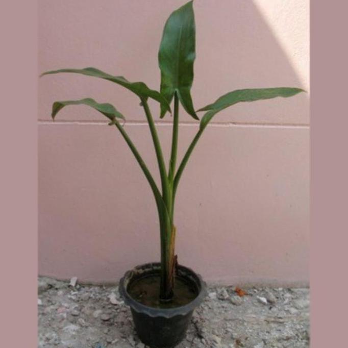 New- Tanaman Hias Pisang Amazon Madagascar