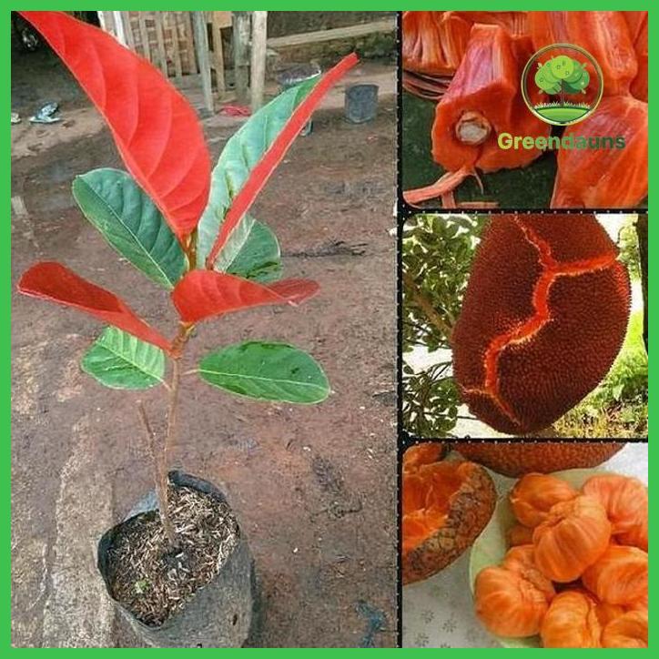 BELI 3 GRATIS 1 BIBIT NANGKA MERAH MADU THAILAND SUPER TAMAN TANAMANA BIBIT PEKARANGAN HIASAN BUAH B