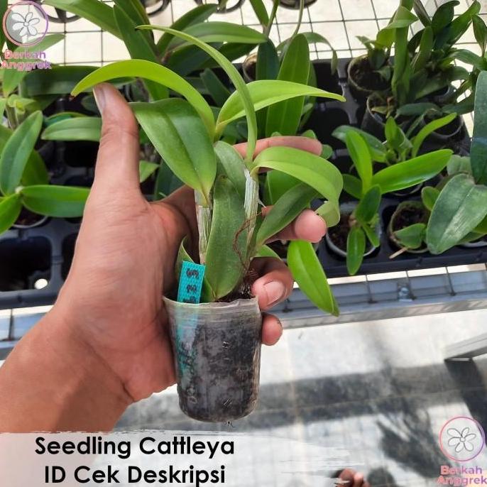 New- Seedling Cattleya Anggrek Cattleya