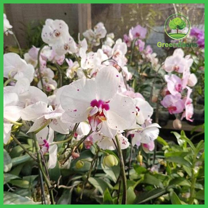 ANGBUL KNOP MEKAR BUNGA BESAR PREMIUM 1 POT TAMAN TANAMANA BIBIT PEKARANGAN HIASAN BUAH BUNGA