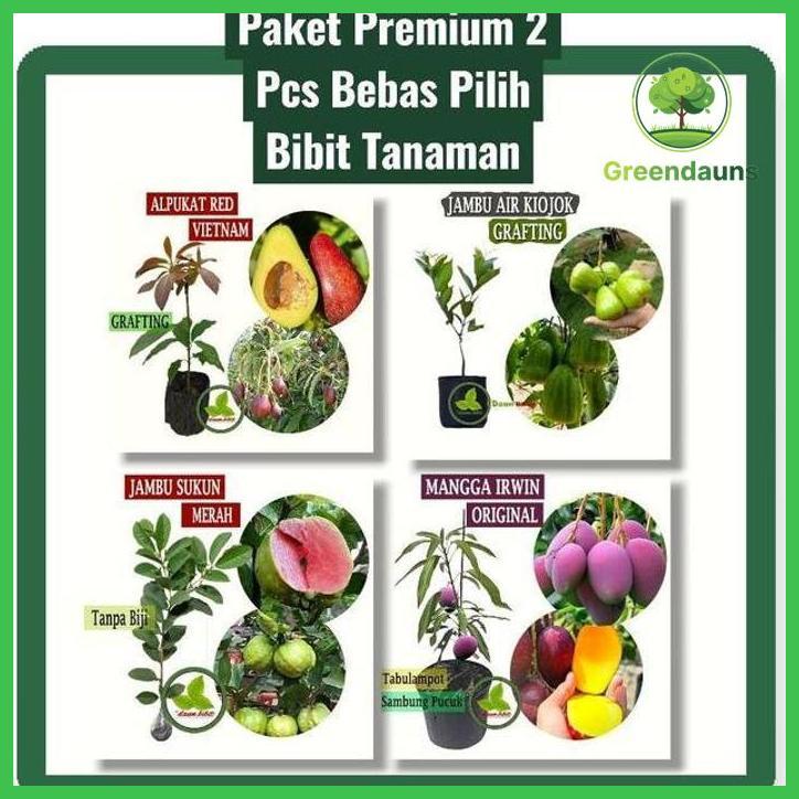 PAKET PREMIUM 2 PCS BEBAS PILIH BIBIT TANAMAN ALPUKAT RED VIETNAM JAMBU AIR KIOJOK GRAFTING JAMBU SU