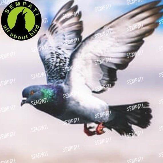 Los Door Dor Jamu Merpati Isi 100 Pil Merpati Balap Tinggi Pos Doping Burung Merpati Jamu Herbal Los