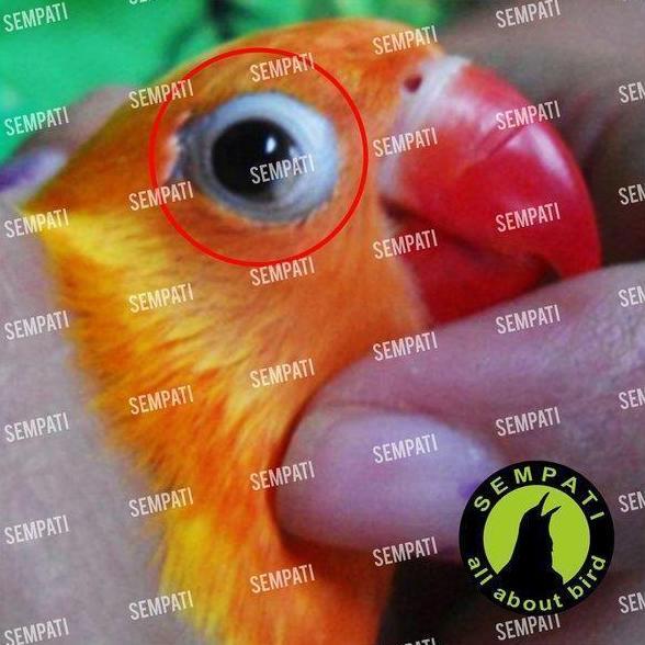 Snot Sembuh Seketika Vitamin Obat Burung Sakit Mata Katarak Bengkak Berair Merah Pilek Cegah Kebutaa