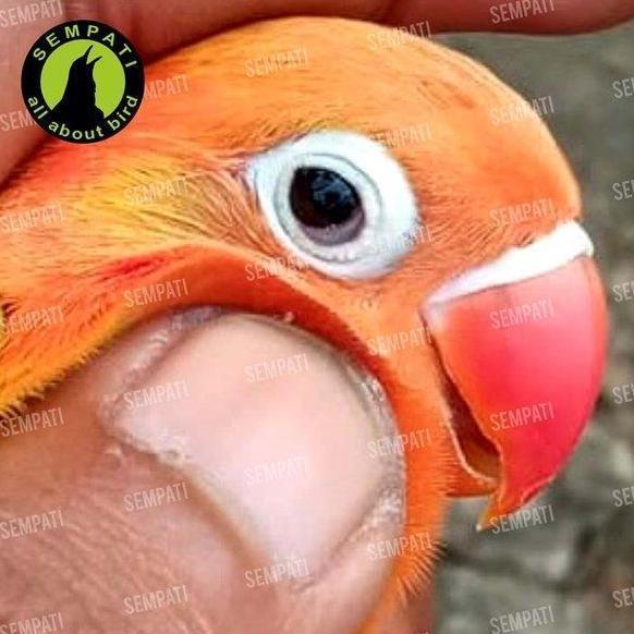 Obat Burung Sakit Parah Orange Biotik By Vitamin Orange Obat Burung Lovebird Murai Kenari Kacer Cuca