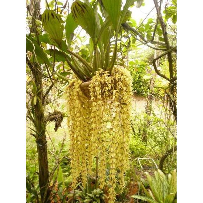 LanjAYa- Coelogyne rochussenii