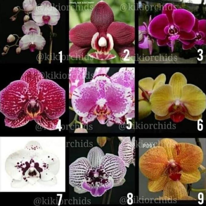 Best- paket anggrek murah 10 Seedling anggrek bulan