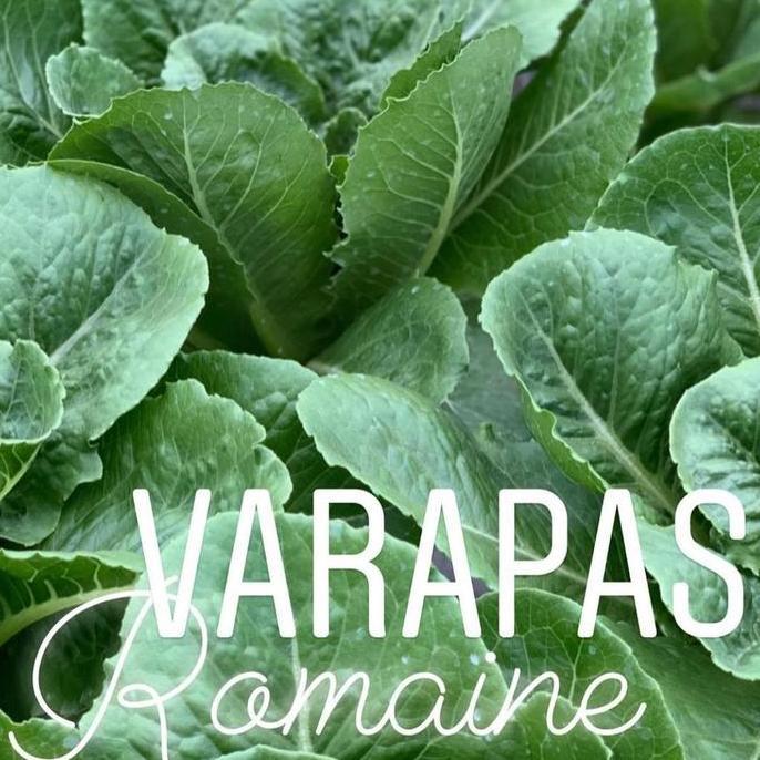 Lansungkirim- Benih Lettuce Romaine Verapas Bejo Seed - Import