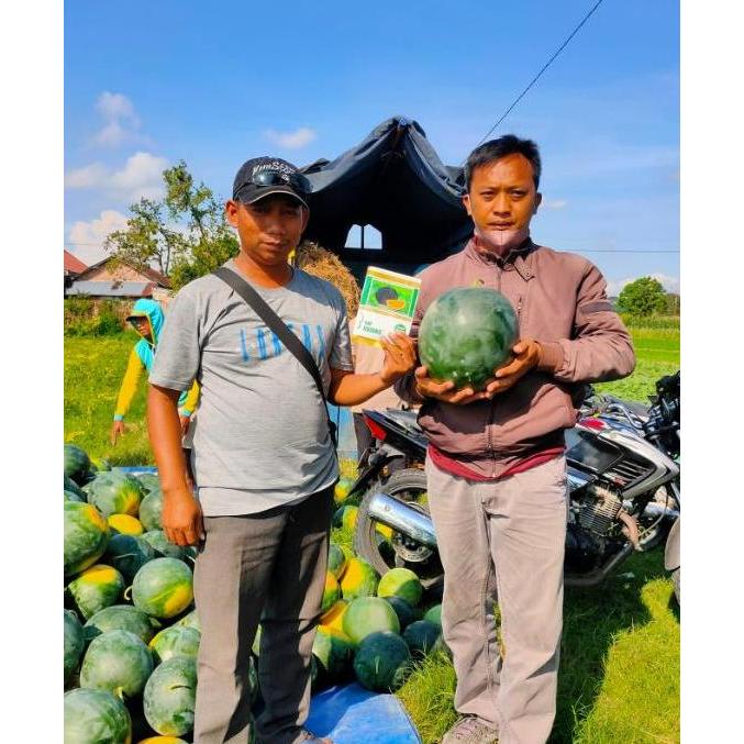 Grdn- Benih Semangka Orens F1 75 Biji Asli Cap Kujang Black Orange Kuning