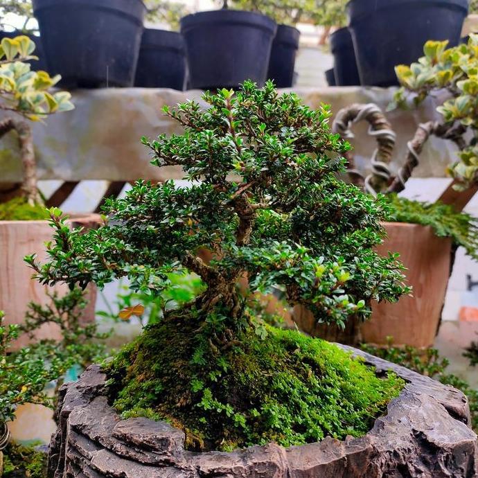 TERMURAH bonsai seribu bintang ro akar ekspose besar READY STOCK