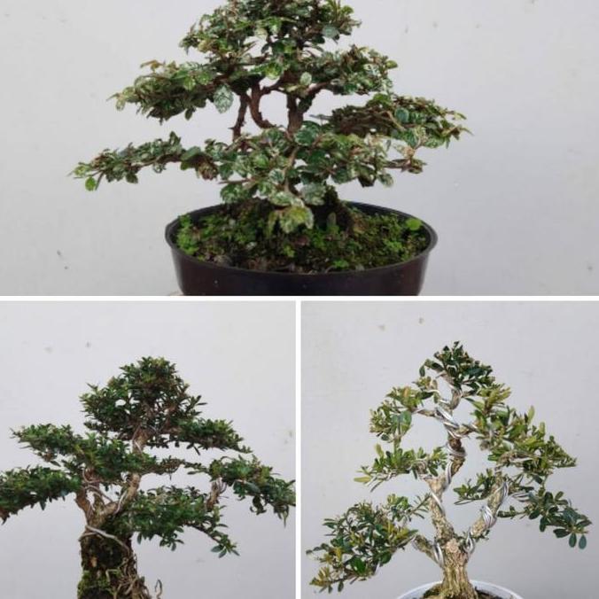 ASLI bonsai murah promo 3jenis bonsai jadi READY STOCK