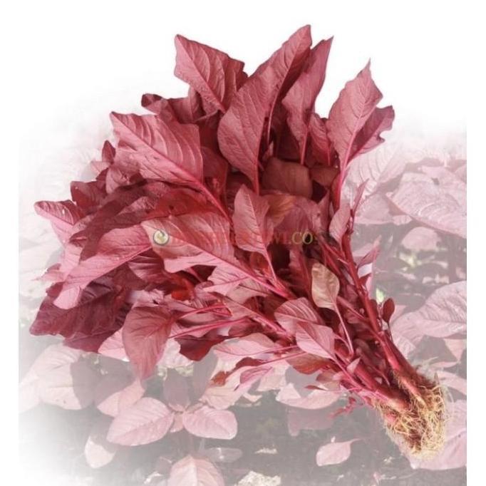 Expert- ( 500 gram ) Benih bayam merah PERTIWI 500gr bibit bayam merah pertiwi
