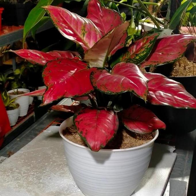 ORIGINAL aglonema Red anjamani indukan READY STOCK