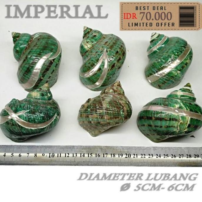 DISKON T Sarmaticus shell cangkang rumah kelomang umang umang pompongan keong READY STOCK