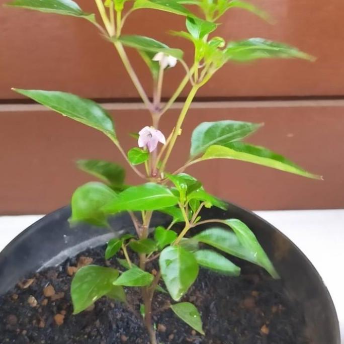 TEERCAYAA 2 buah bibit pohon cabe pelangi cabai hias, Bolivian BB JAMIN HALAL