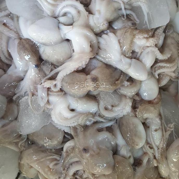 Promo Baby octopus / baby gurita frozen Diskon