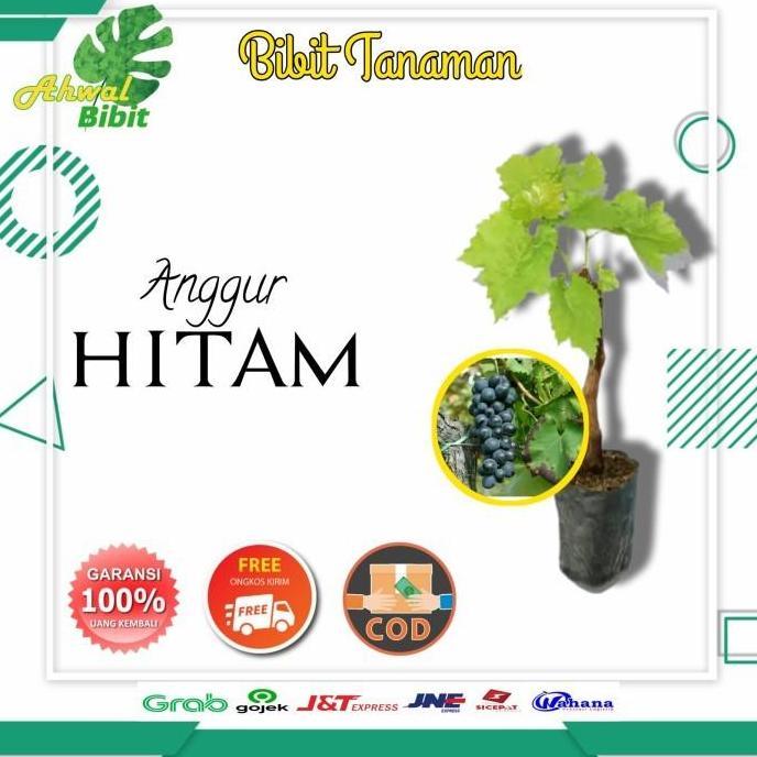 POHON Bibit Tanaman Buah Anggur Hitam Lokal Siap Cepat JAMIN HALAL