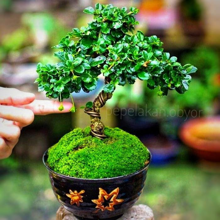 Bonsai Hokiantea Bonsai Mame Hokianti Siap Pajang Sudah Berbunga Bonsai Koleksi Terbaik