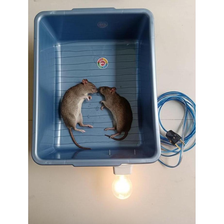 BERKUALITAS JEBAKAN TIKUS MASSAL LISTRIK