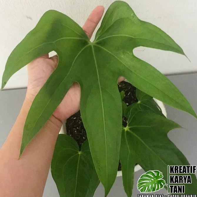 Anthurium Jari Pedatoradiatum - Anthurium Jari