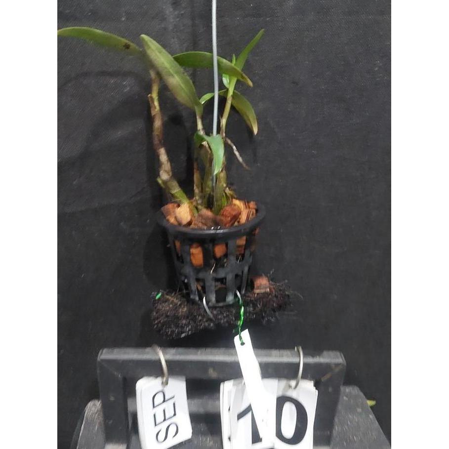 [ Dewasa ] Dendrobium Hibiki Anggrek Mini, Warna Maksimal 