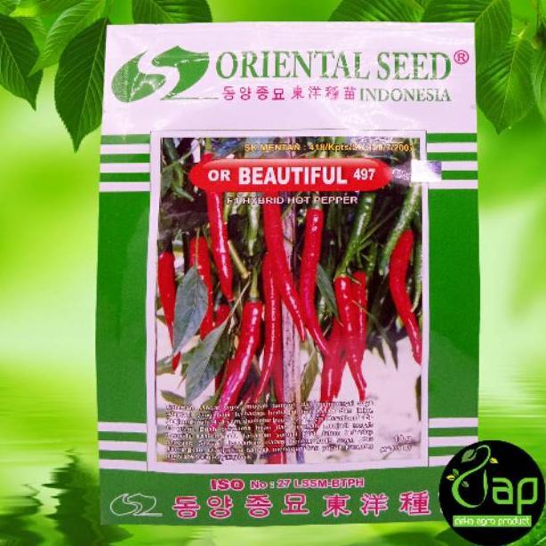 BENIH CABAI BESAR ORIENTAL SEED OR BEAUTIFUL 497 10GRAM