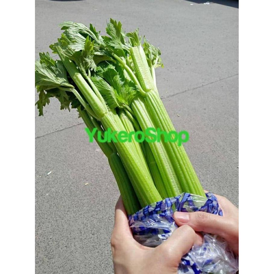 News Celery Stick Import / Seledri Impor Fresh
