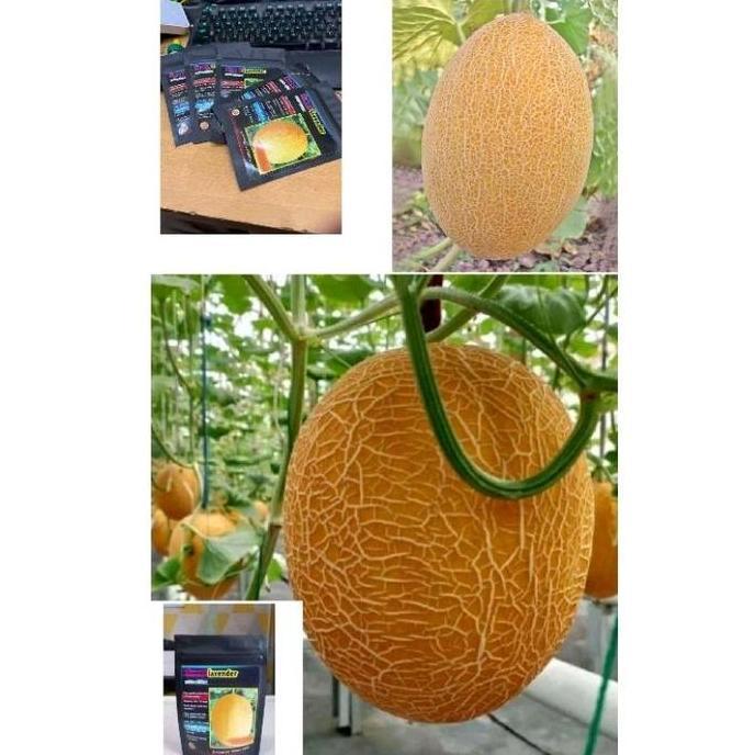 Gaerdenpic- Benih Melon Yubari King Impor 50 Biji