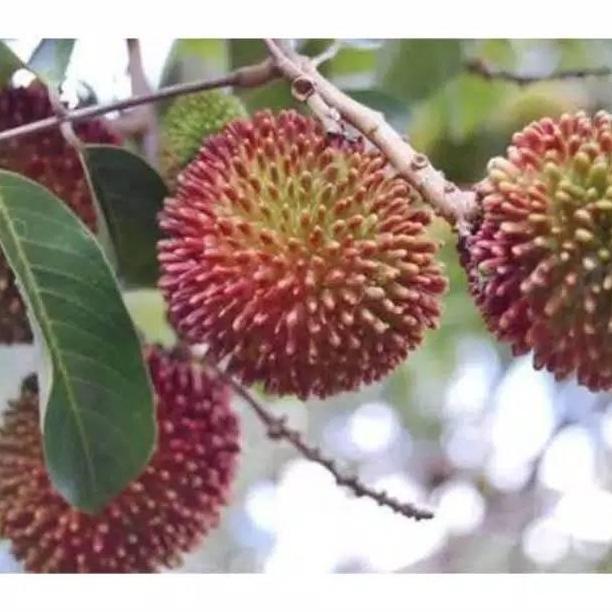 Bibit rambutan rapiah stek okulasi