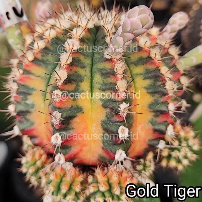 Benih Biji Kaktus Gymno Hybrid Varigata wajib chat