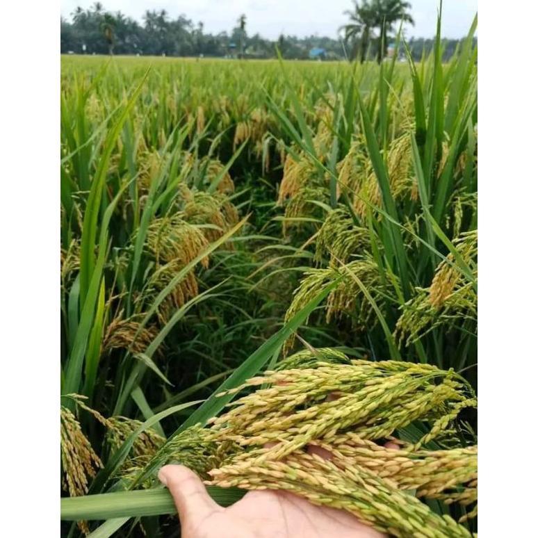 Bisa Cod Bibit Padi Rajasa 01 Kemasan 5Kg,, Padi 1000 Bulir >>