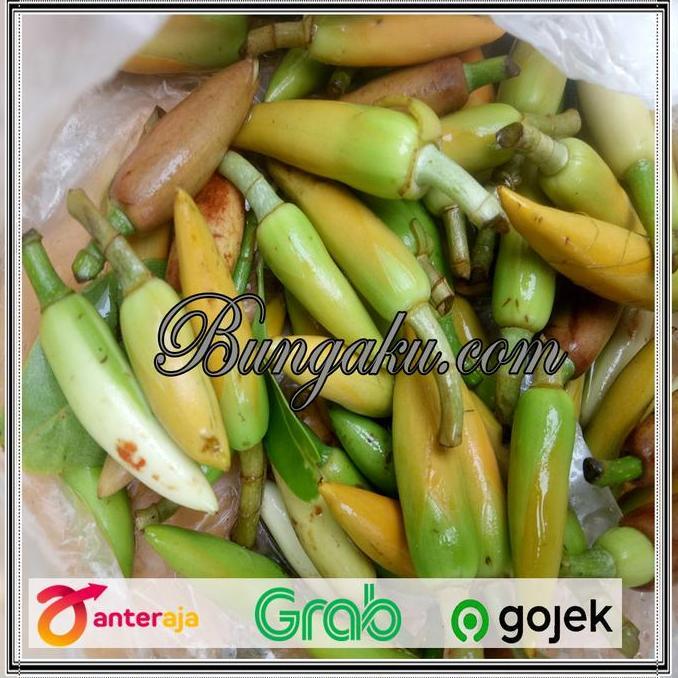 Flowbty- Bunga Kembang Kantil Putih Cempaka Kuncup Segar