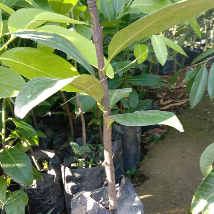 bibit black sapote giant okulasi sambung susu/cangkok