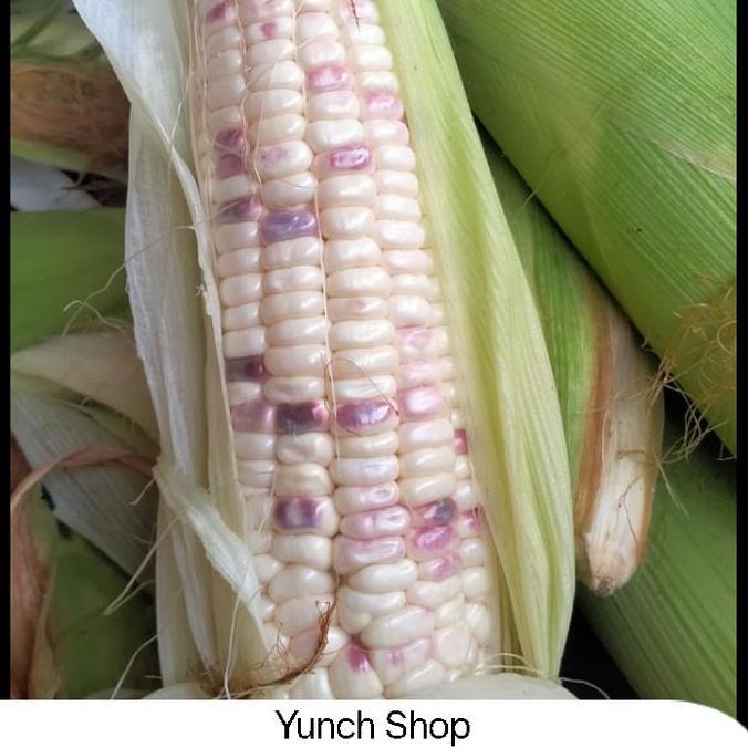 Jagung Ketan / pulut 1 kg