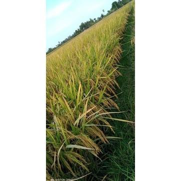 Bisa Cod Benih Padi Bridantara 8 Benih Hibrida 1 Kg >>