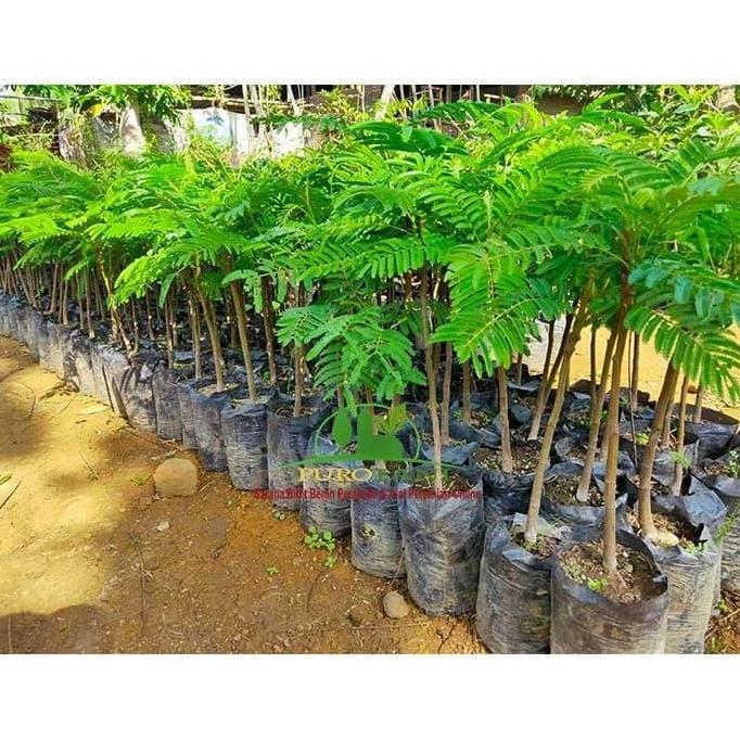 Bibit Petai Super Unggul