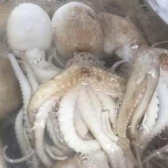 Gratong Gurita Besar Segar Berkualitas - 1Kg