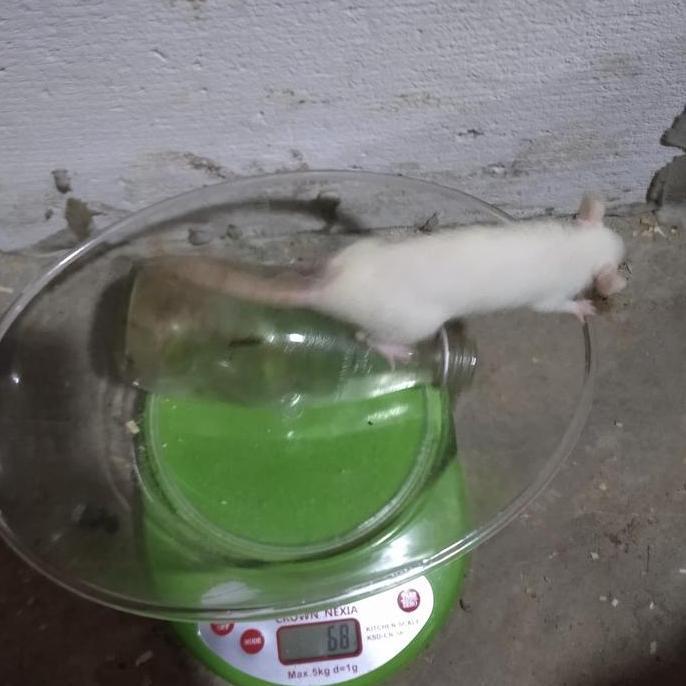 tikus putih rat medium kecil