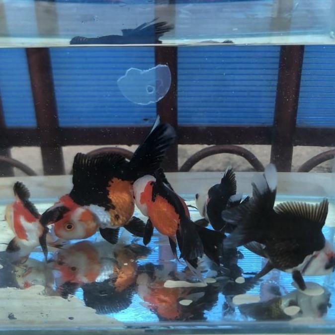 Ikan Mas Koki Oranda Panda 3 Color / Panda 3c Super Quality